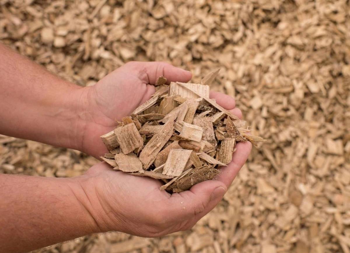 A handful of fresh wood chips from Jaeger's Tree Service