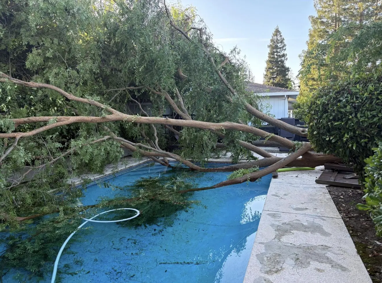 Fallen tree across a residential swimming pool