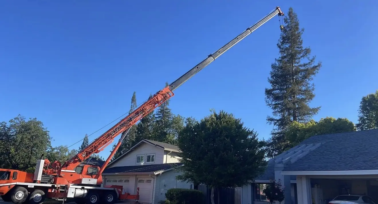 Crane positioned beside a tall residential tree