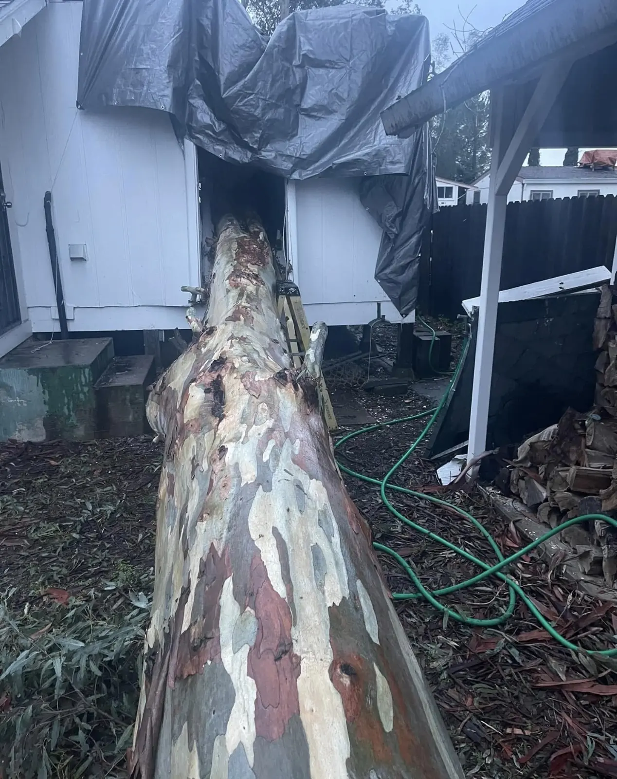 Large tree trunk against a damaged residential structure