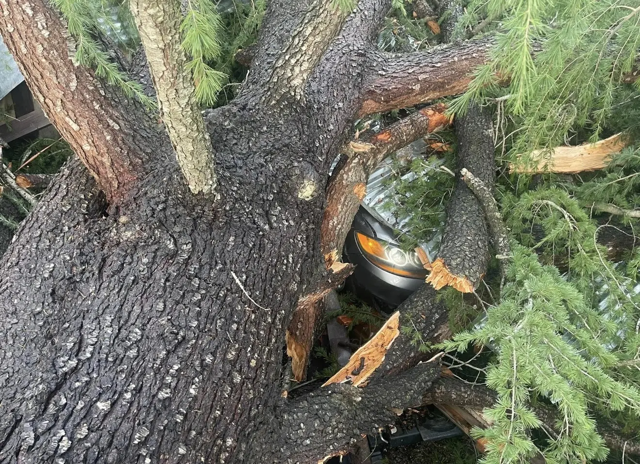 Large fallen tree resting across a vehicle
