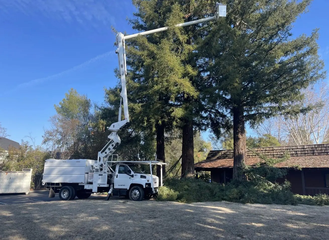 Bucket truck extended into a tall residential tree