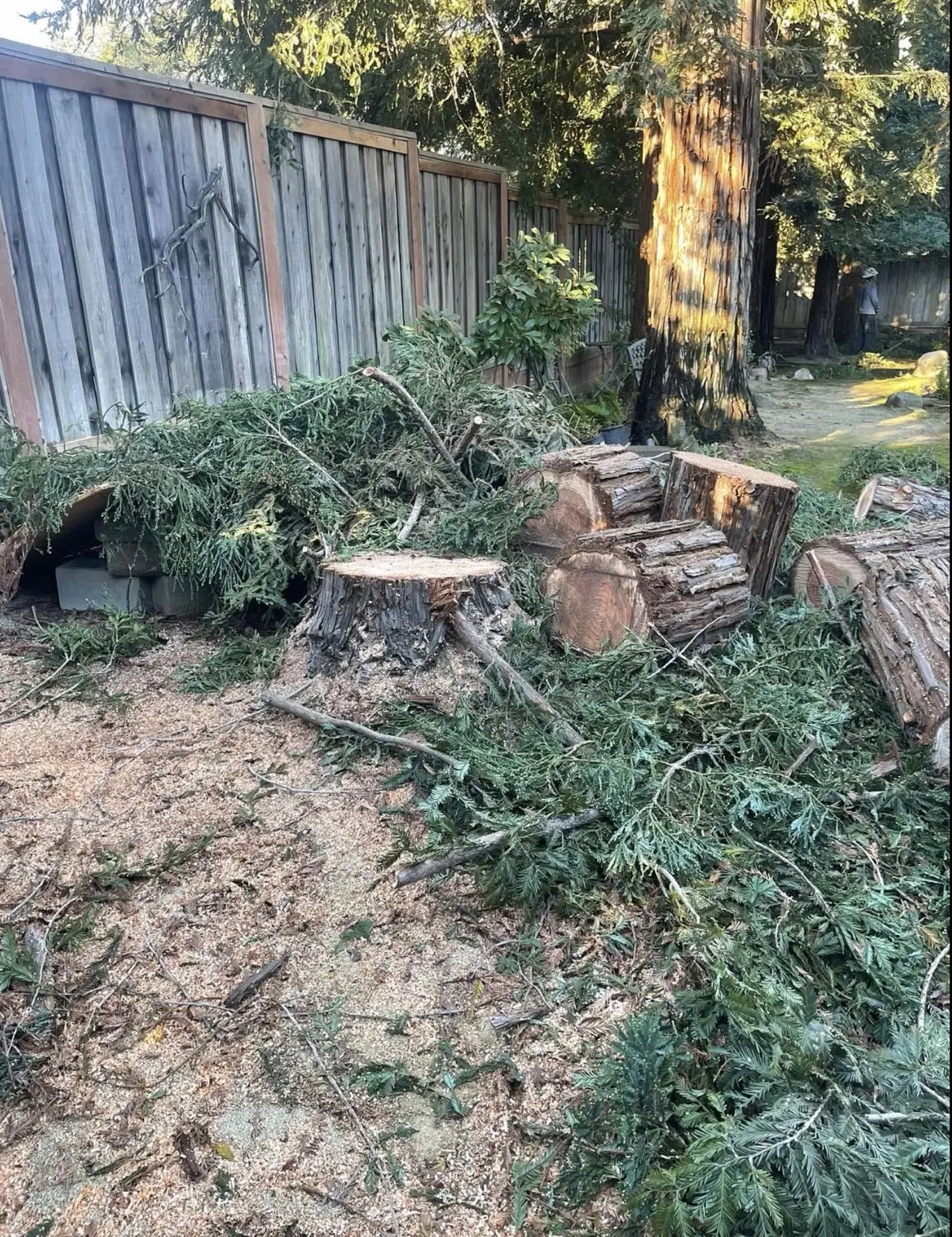 Cut stump, logs and cleared tree debris beside a fence