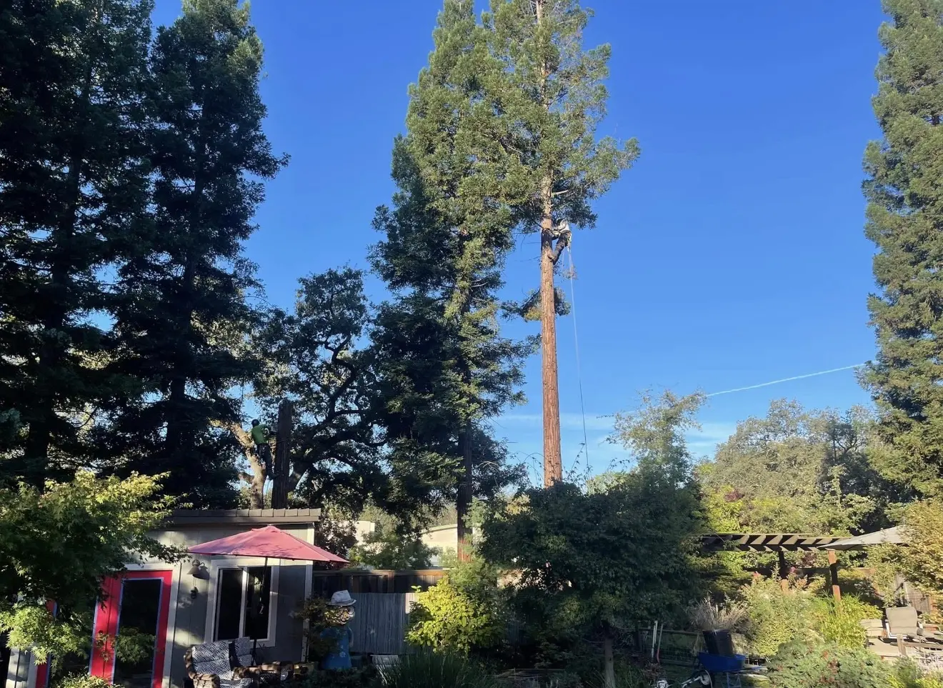 Climber working high in a tall tree