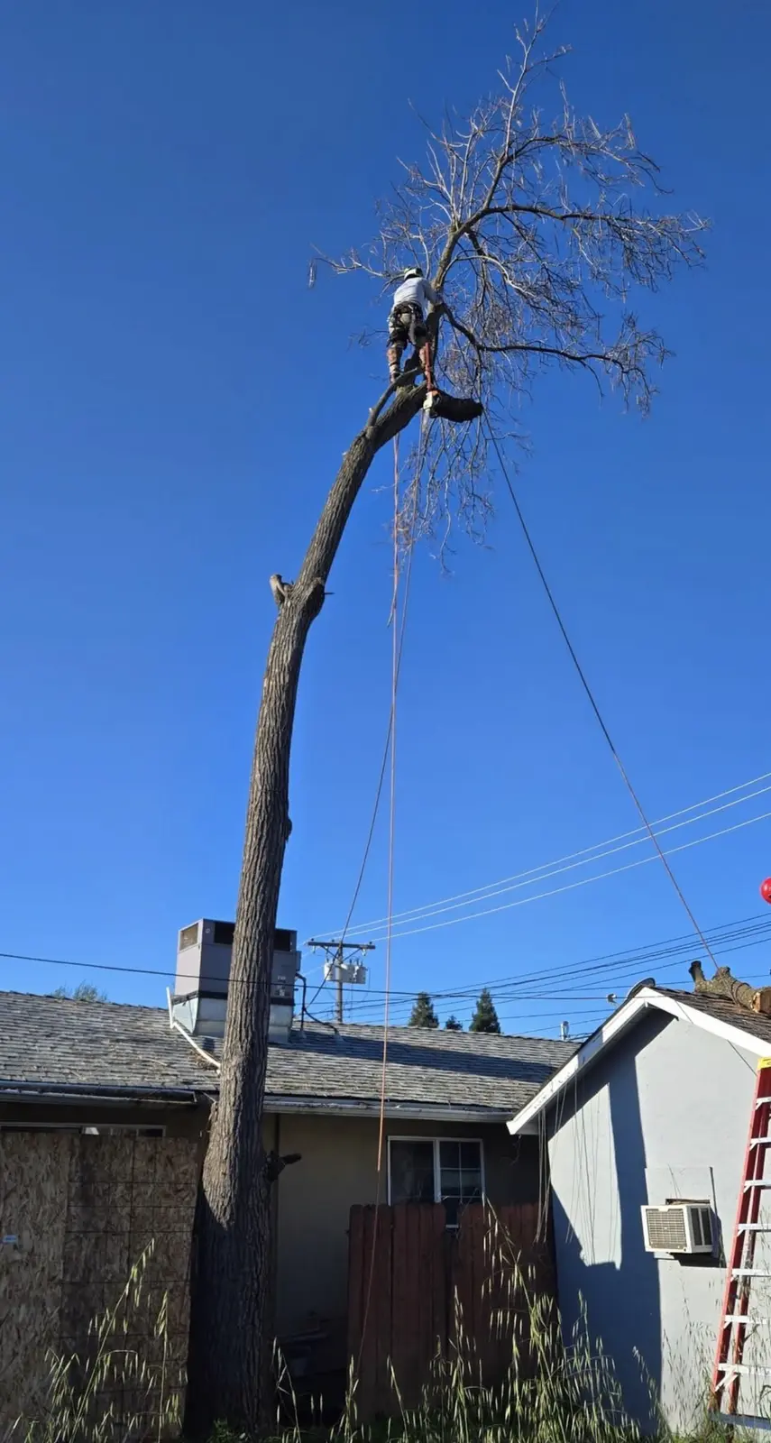 Tree worker sectioning a tall trunk near a home and overhead lines