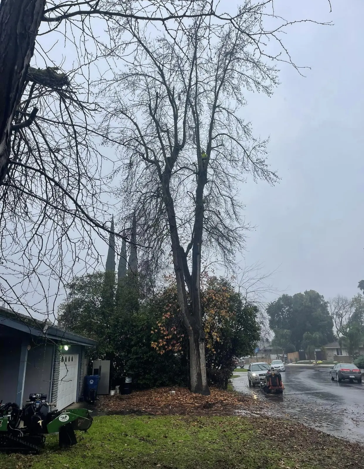 Tall hazardous tree beside a home during rainy weather