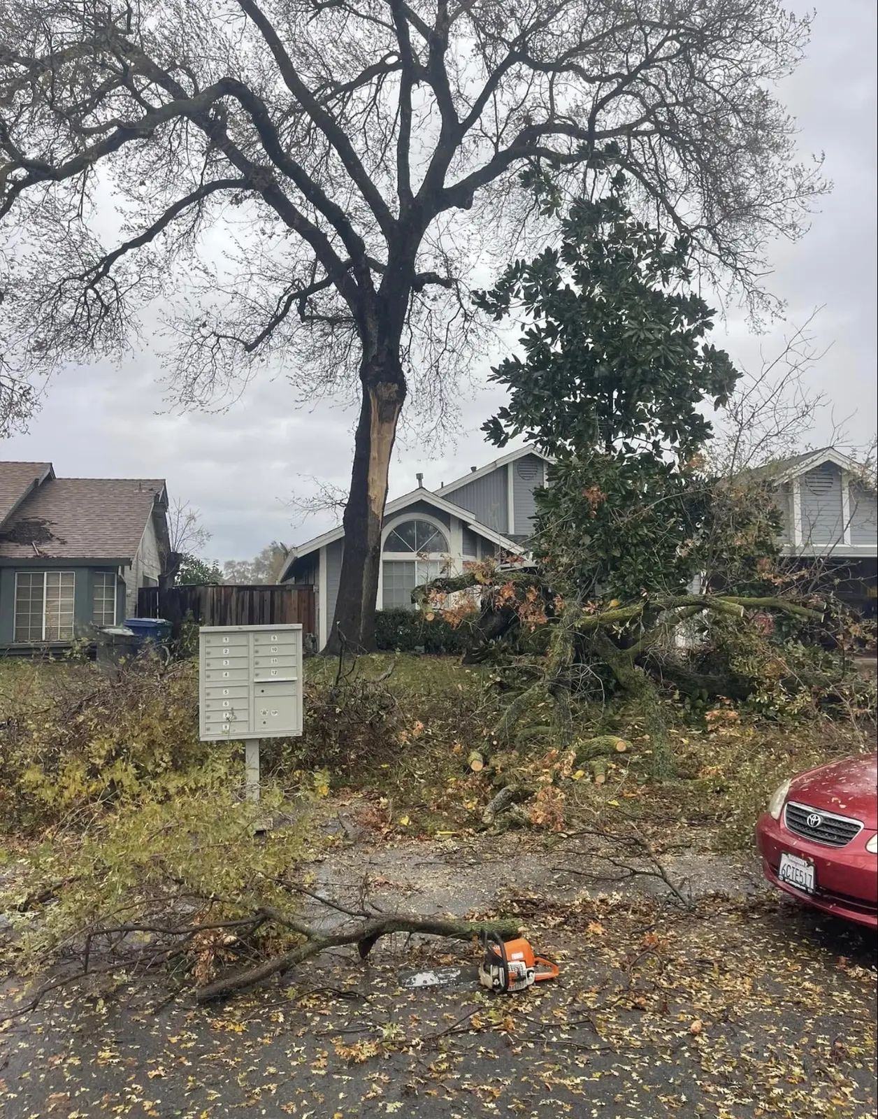 Tree removal cleanup in a residential front yard
