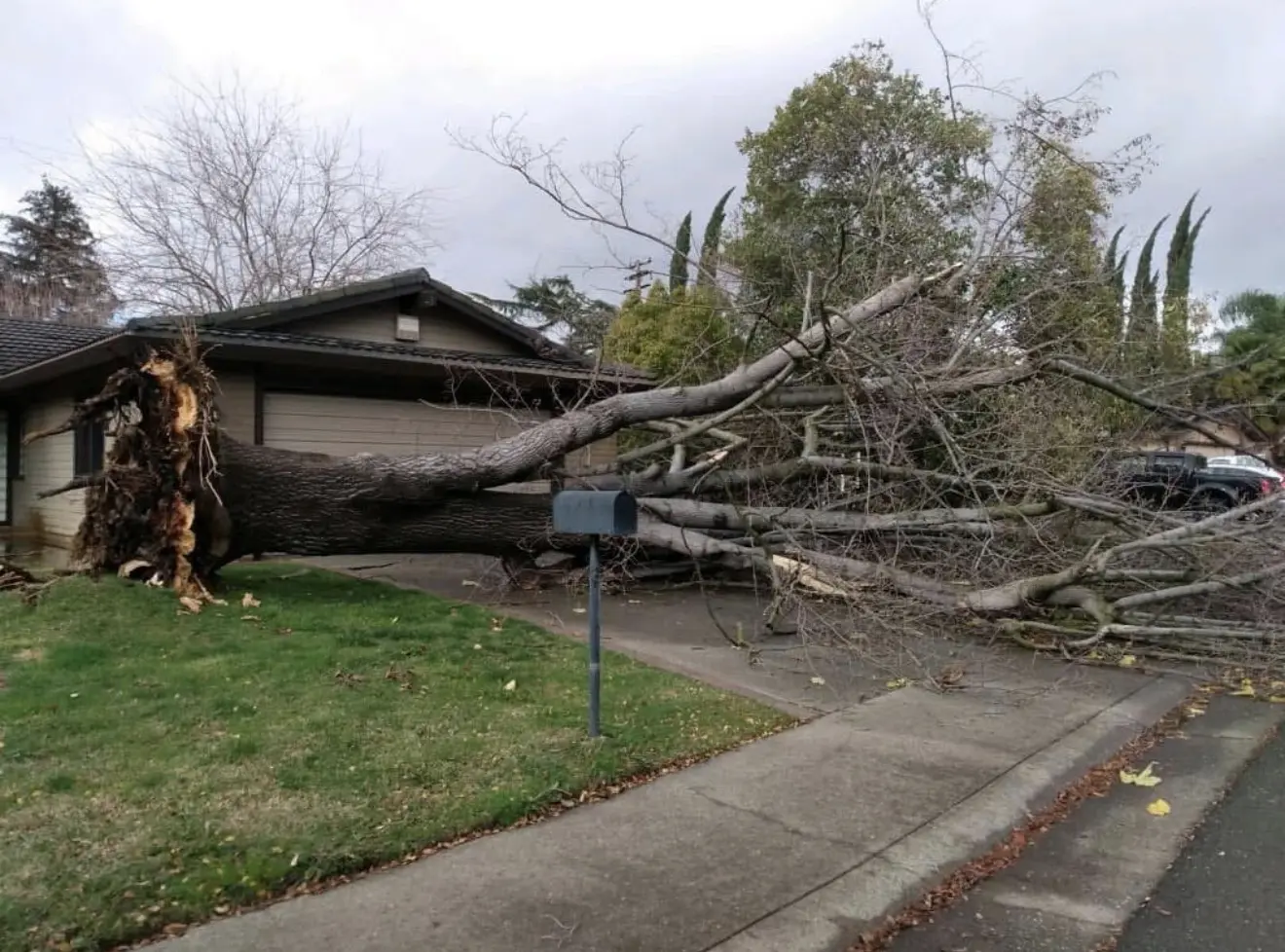 Large uprooted tree fallen across a house and driveway
