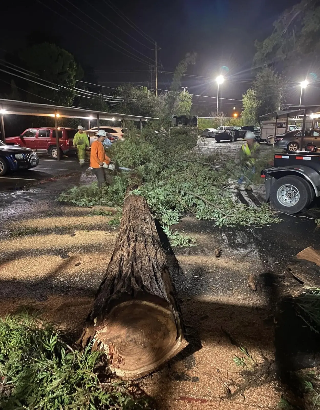 Freshly cut tree trunk during nighttime emergency work