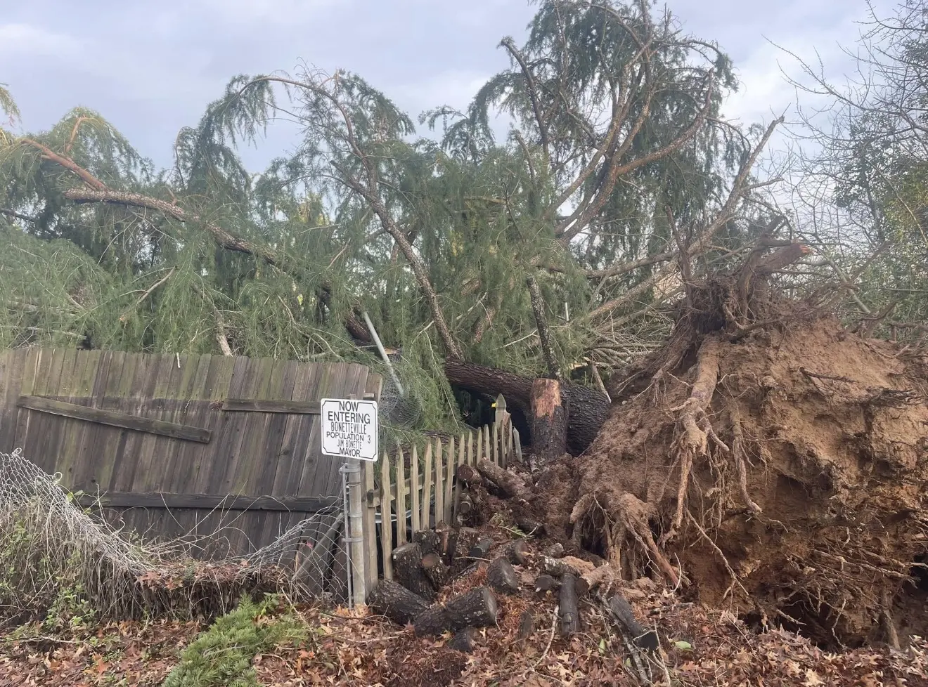 Uprooted tree and exposed root system beside a damaged fence