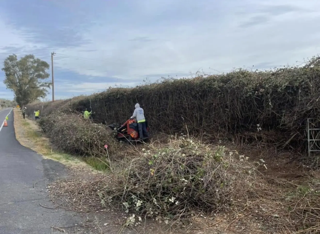 Compact track loader clearing dense roadside brush