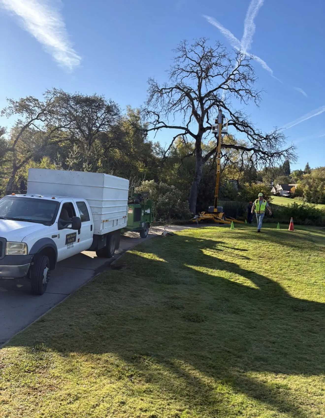 Jaeger's Tree Service crew pruning a large oak tree from a bucket truck at Whitney Oaks Golf Club