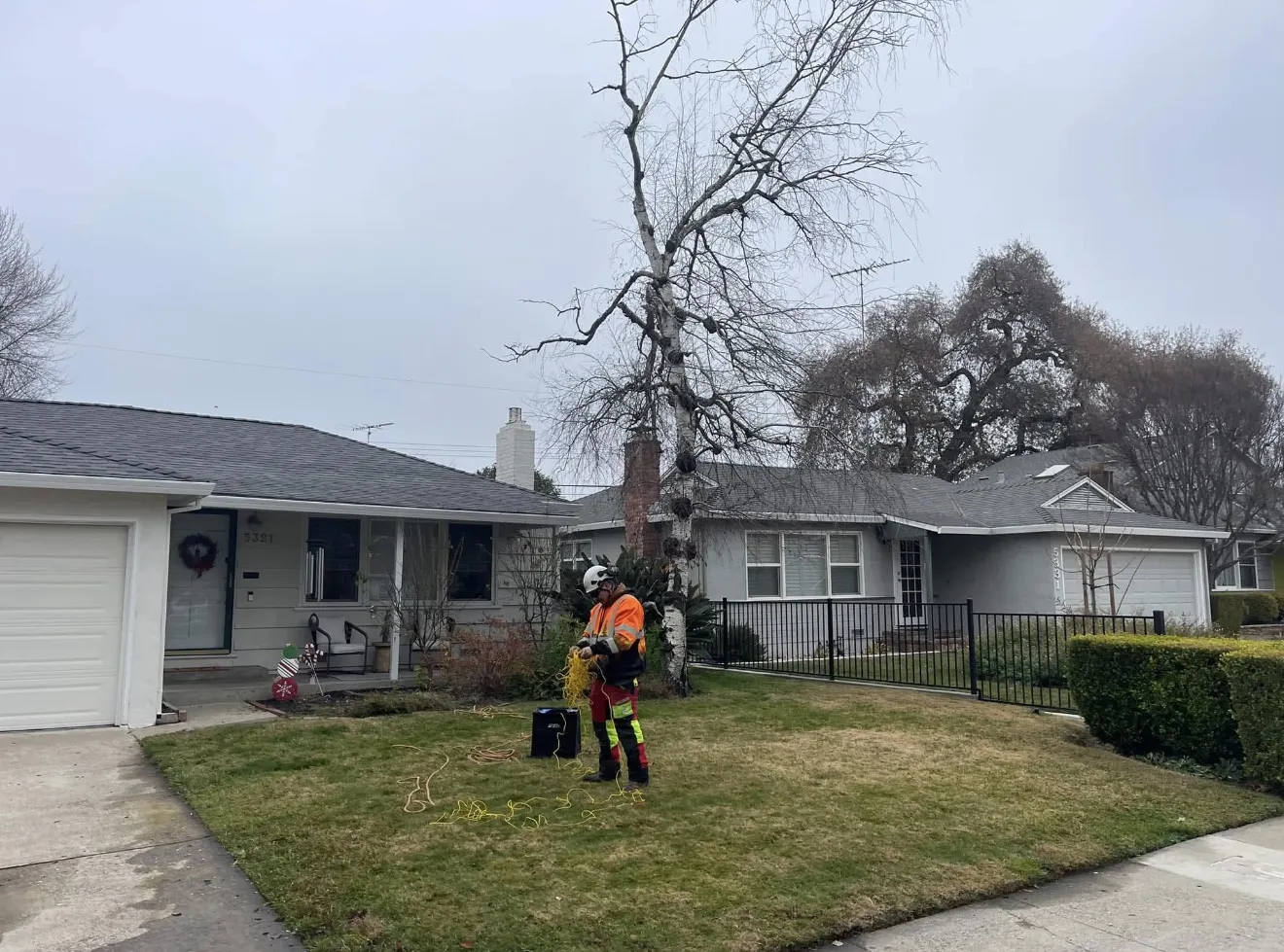Jaeger's Tree Service climber preparing to remove a beetle-infested birch tree in East Sacramento