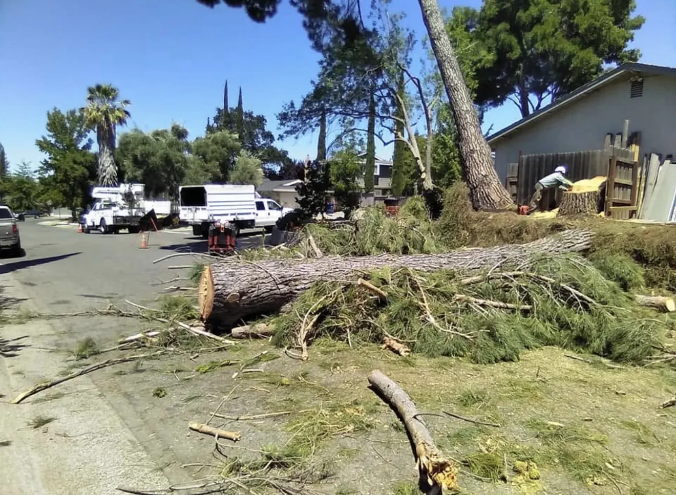 Large felled pine tree and cleanup crew on a residential street, with stump grinding in progress
